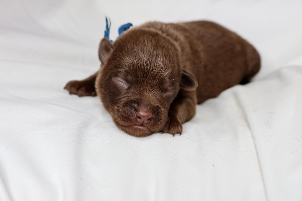 Spinefly - Chiot disponible  - Australian Kelpie