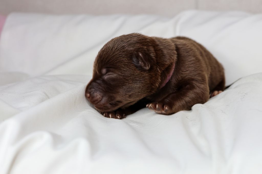 Spinefly - Chiot disponible  - Australian Kelpie